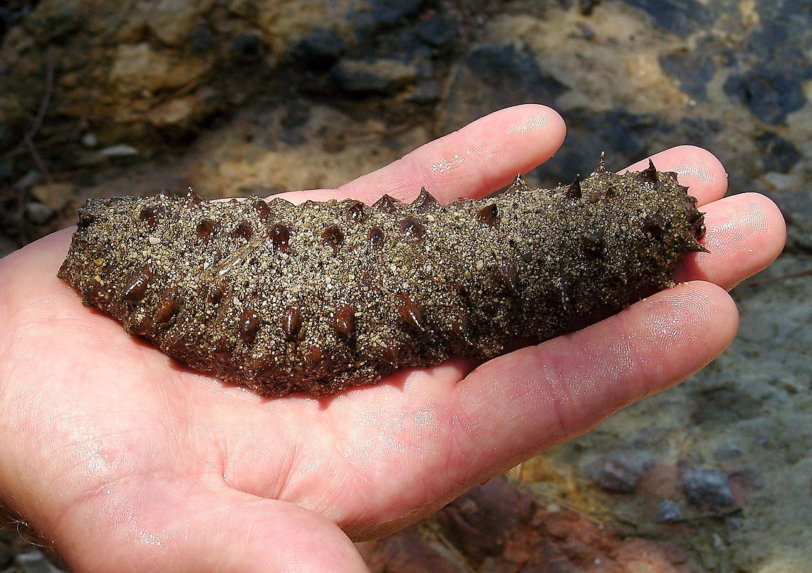 Tubular sea cucumber (Holothuria tubulosa) Dutch name: Holle Zeekomkommer<br />
Picture made by my dad Geotagged,Holothuria tubulosa,Turkey