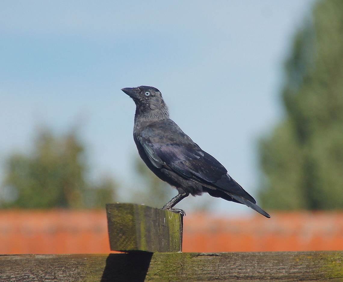 Jackdaw (Corvus Monedula) I love the blue eyes of these birds.<br />
<br />
This photo clearly shows the softness of my 18-250mm lens at 250mm, even after I enhanced the sharpness in software. Coloeus monedula,Corvus monedula,Geotagged,The Netherlands,Western Jackdaw