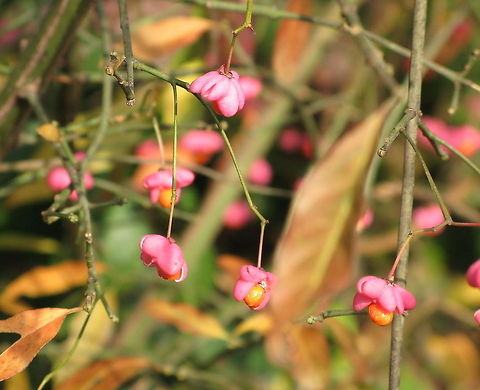 Spindle (Euonymus europaeus) Dutch name: Kardinaalsmuts Euonymus europaeus