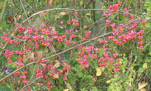 Spindle (Euonymus Europaeus) Dutch name: Kardinaalsmuts Euonymus europaeus,Geotagged,The Netherlands