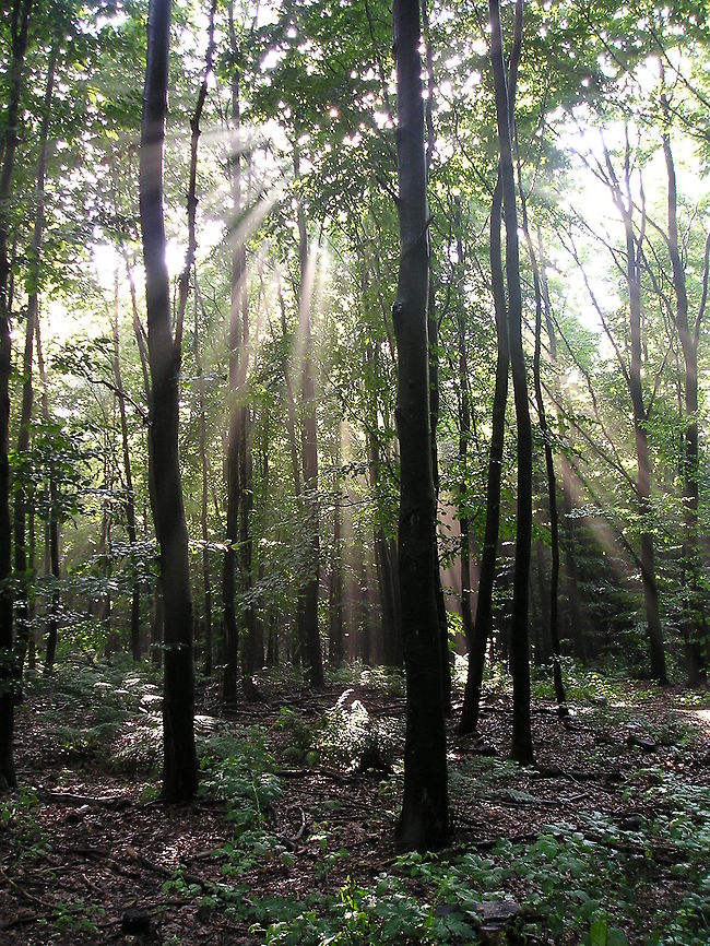 Spear lighted forest  Geotagged,Germany