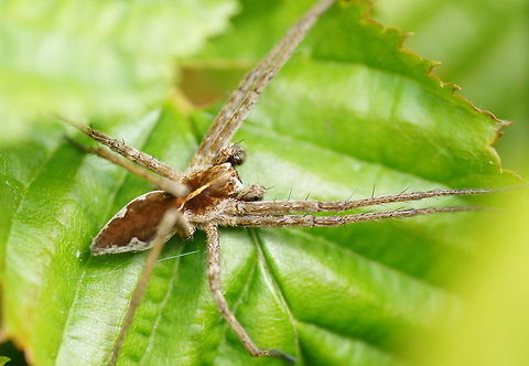 Nursery web spider (Pisaura mirabilis) Dutch name: Kraamwebspin Geotagged,Nursery web spider,Pisaura mirabilis,The Netherlands