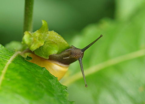 Brown-lipped snail (Cepaea Nemoralis) Hello world! :)

Dutch name: Tuinslak Austria,Cepaea nemoralis,Geotagged,Grove snail
