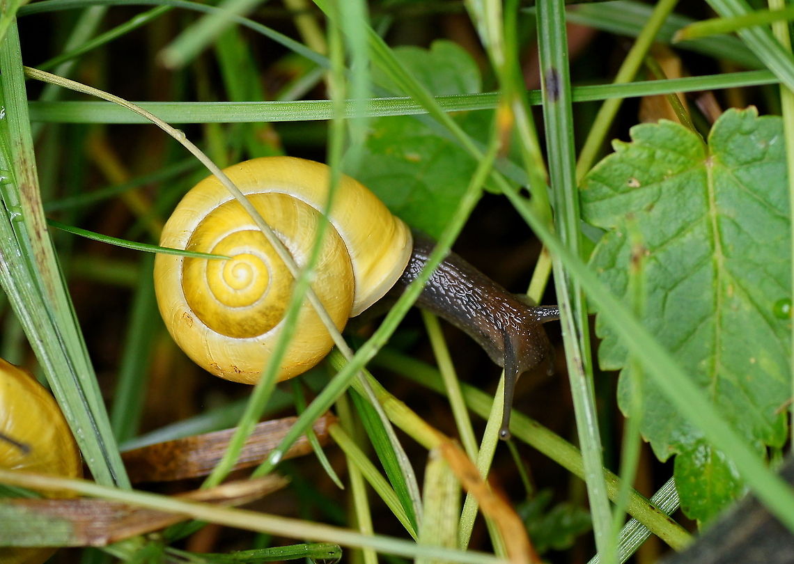 Brown-lipped snail (Cepaea Nemoralis) Dutch name: Tuinslak Austria,Cepaea nemoralis,Geotagged,Grove snail