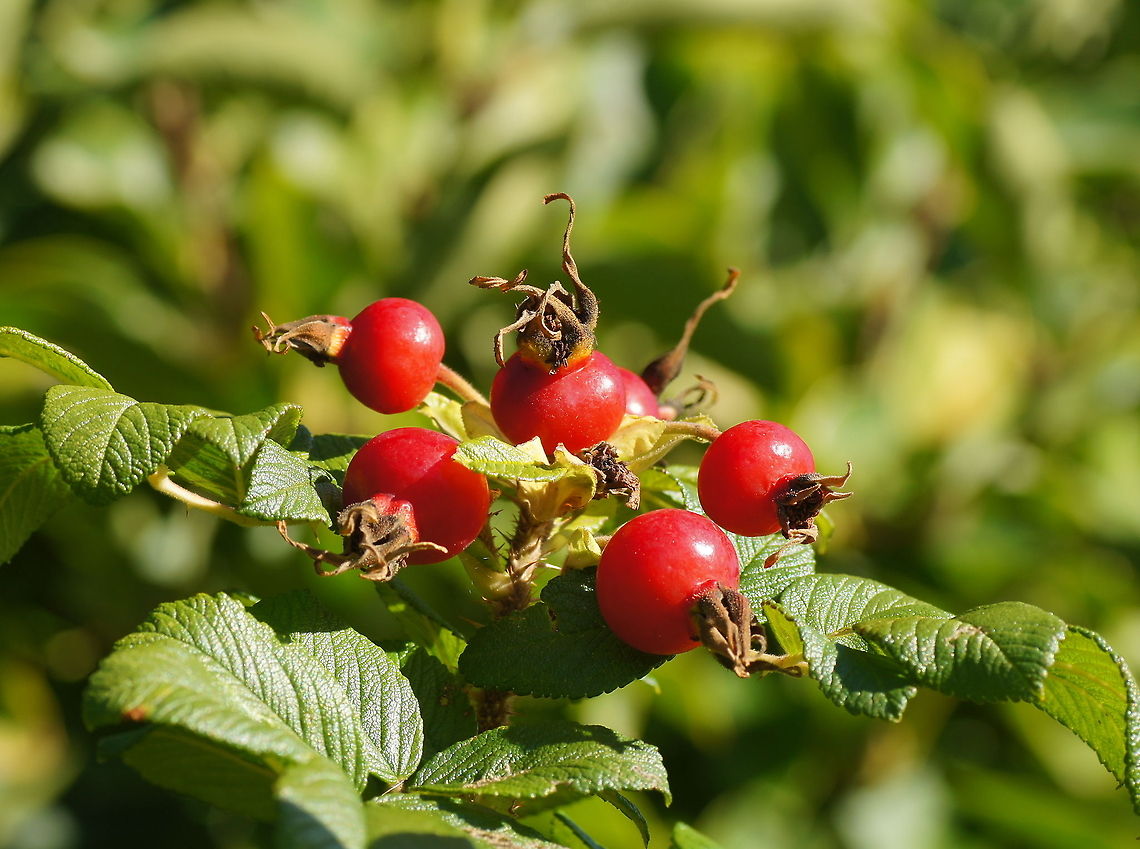 Rosa Rugosa Dutch name: Rimpelroos<br />
German name: Kartoffel-Rose Geotagged,Rosa rugosa,The Netherlands