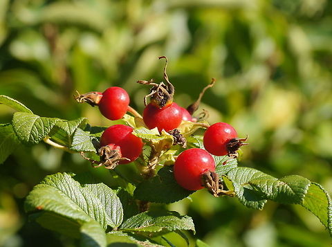 Rosa Rugosa Dutch name: Rimpelroos
German name: Kartoffel-Rose Geotagged,Rosa rugosa,The Netherlands