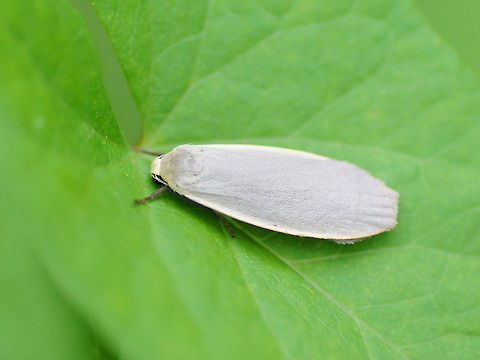 Dingy Footman (Eilema griseola) Dutch name: Glad Beertje Collita griseola,Geotagged,The Netherlands