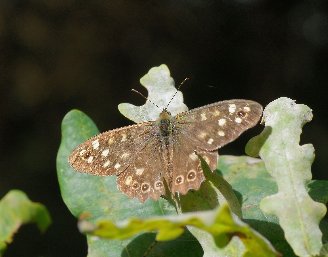 Speckled Wood (Pararge Aegeria)  Geotagged,Pararge aegeria,Speckled Wood,The Netherlands