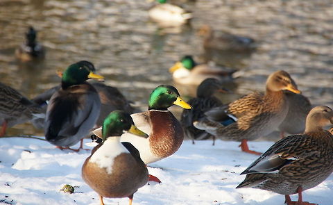 10 Ducks (Anas Platyrhynchos)  Anas platyrhynchos,Geotagged,Mallard,The Netherlands