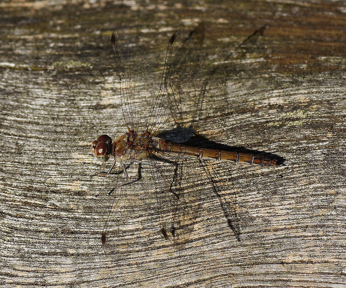 Common Darter (Sympetrum Striolatum) Dutch name: Bruinrode Heidelibel Common Darter,Geotagged,Sympetrum striolatum,The Netherlands
