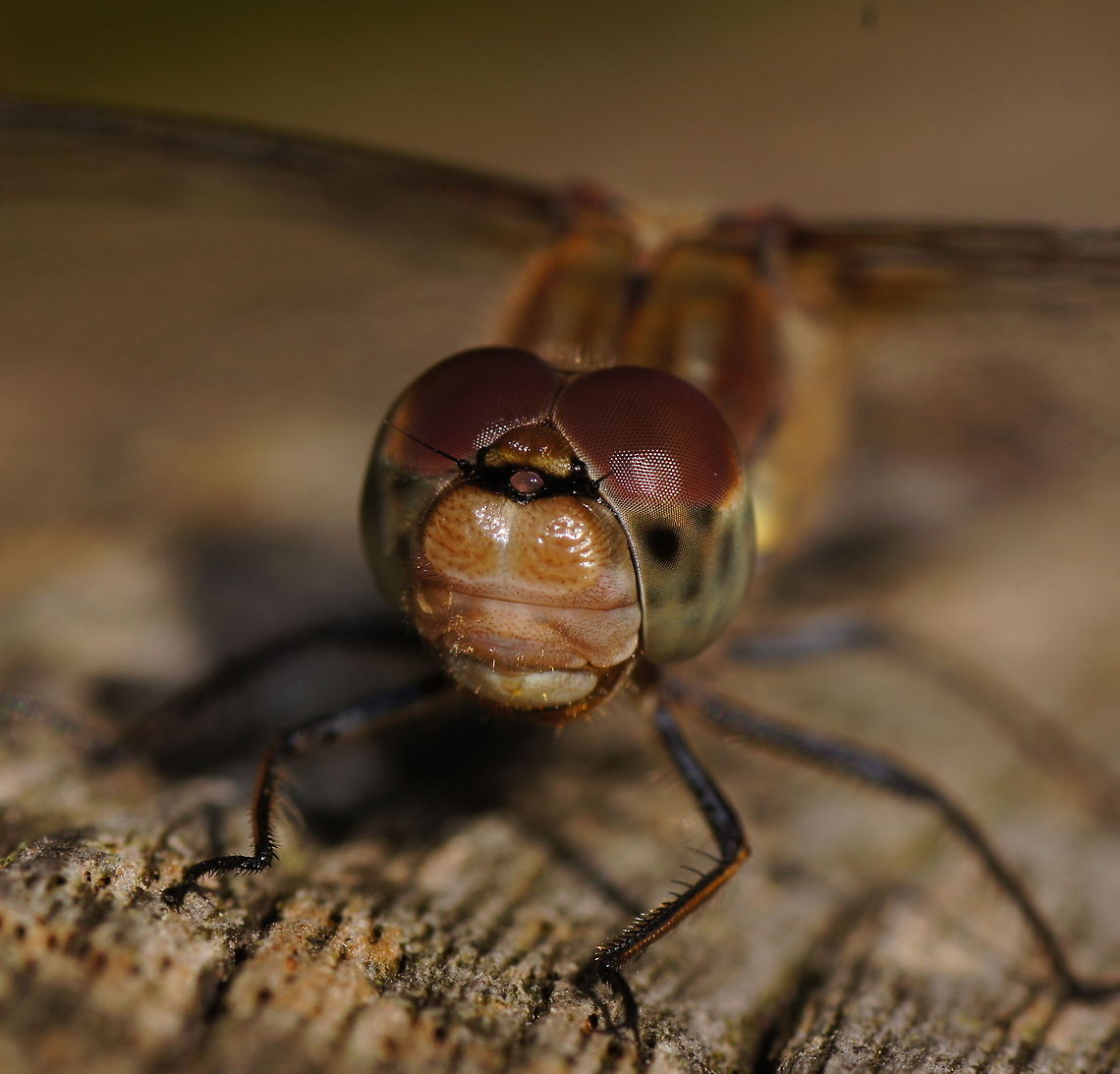 Common darter head A common darter at maximum magnification of my macro lens.<br />
<br />
Dutch name: Bruinrode Heidelibel Common Darter,Geotagged,Sympetrum striolatum,The Netherlands