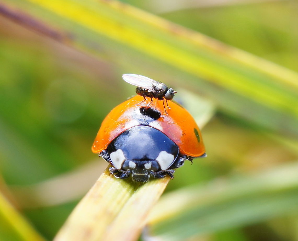 Seven-spot ladybird with fly on back After repositioning my tripod I looked at the camera screen and saw to my surprise a little fly went sitting on the ladybird his back. Sometimes I can call myself lucky.<br />
<br />
Dutch name: Zevenstippelig lieveheersbeestje met swingvliegje? 7-spot Ladybird,Coccinella septempunctata,Geotagged,The Netherlands