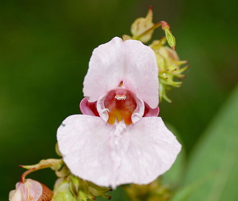 Himalayan Balsam (Impatiens Glandulifera) Dutch name: Reuzenbalsemien Geotagged,Himalayan Balsam,Impatiens glandulifera,Reuzenbalsemien,The Netherlands