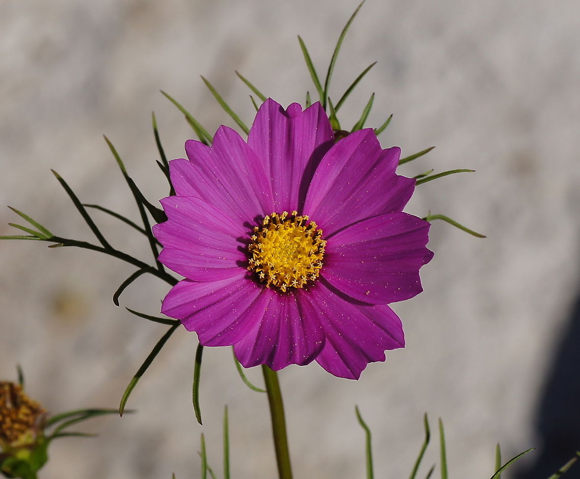Cosmea (Cosmos Bipinnatus)  Cosmos Bipinnatus,Cosmos bipinnatus,Geotagged,The Netherlands