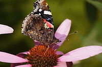 Red admiral close-up  Geotagged,Red Admiral,The Netherlands,Vanessa atalanta