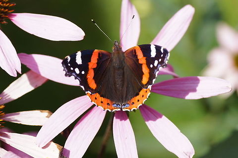 Red Admiral  Geotagged,Red Admiral,The Netherlands,Vanessa atalanta