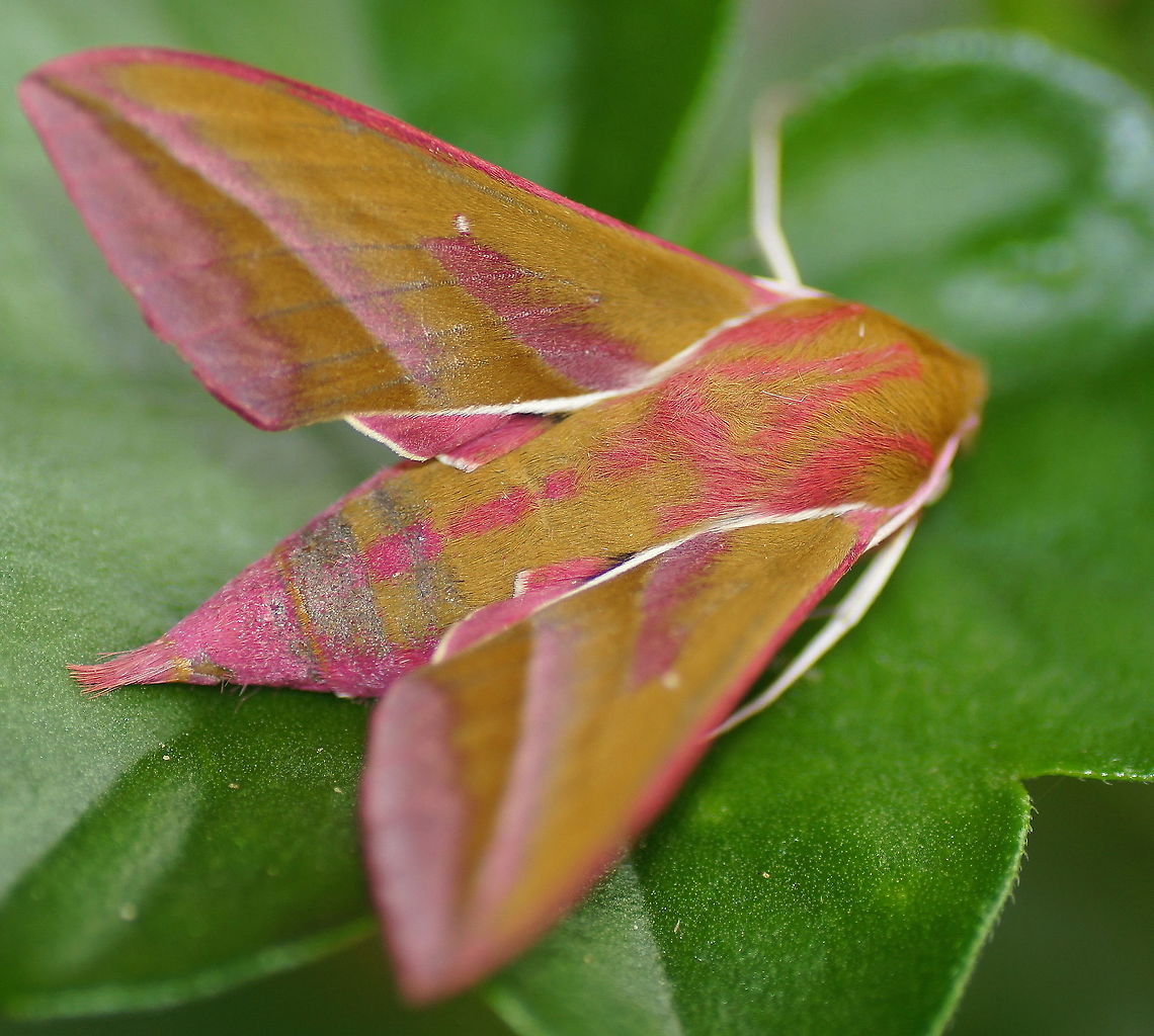Elephant Hawk-moth (top)  Deilephila elpenor,Geotagged,Netherlands,Summer,moth week 2018