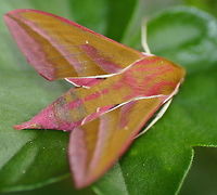 Elephant Hawk-moth (top)  Deilephila elpenor,Geotagged,Netherlands,Summer,moth week 2018