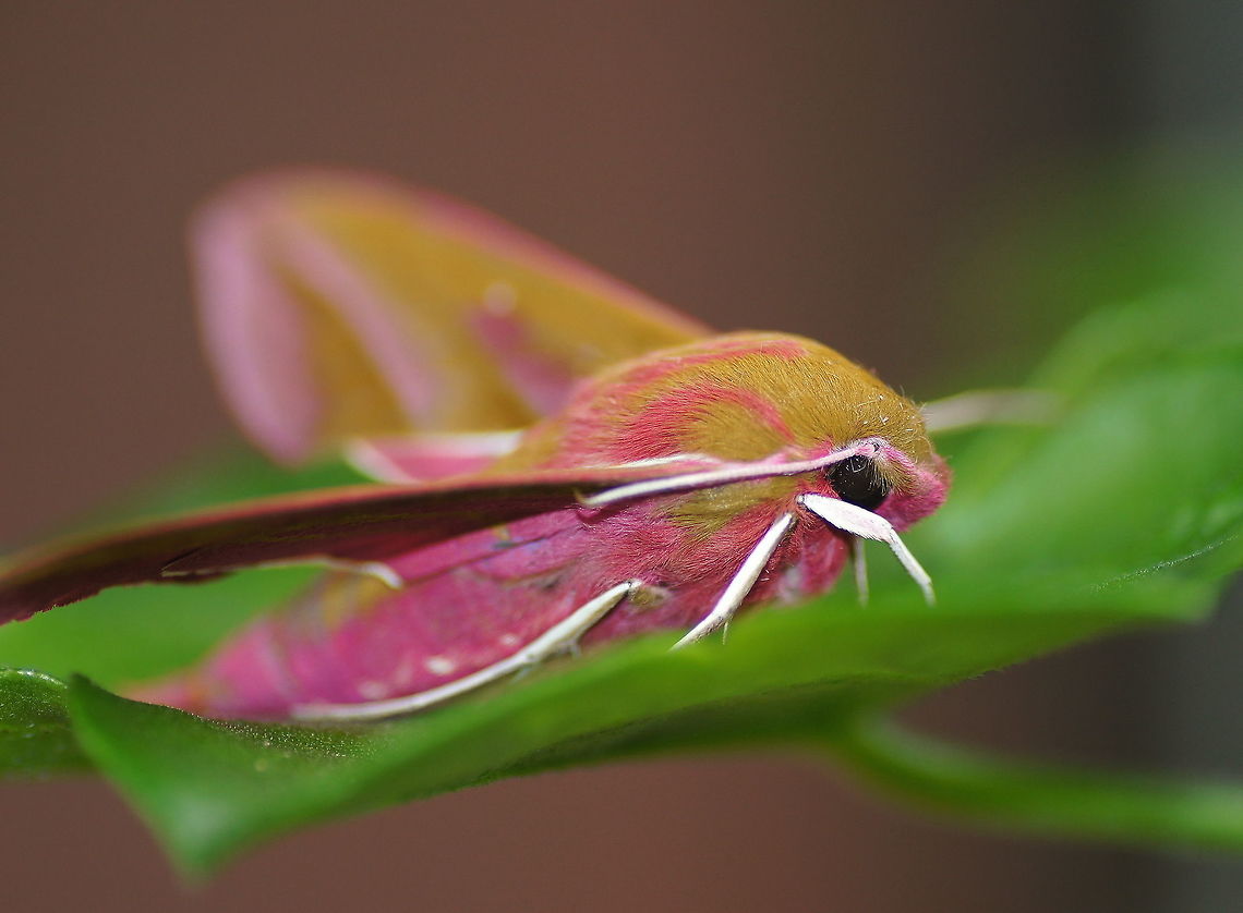 Elephant Hawk-moth (side view)  Deilephila elpenor,Geotagged,Netherlands,Summer,moth week 2018