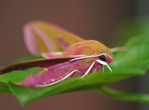 Elephant Hawk-moth (side view)  Deilephila elpenor,Geotagged,Netherlands,Summer,moth week 2018