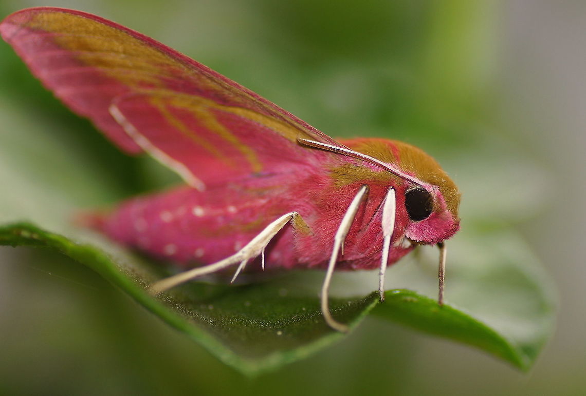Elephant Hawk-moth (side view 2)  Deilephila elpenor,Geotagged,Netherlands,Summer,moth week 2018