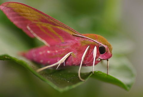 Elephant Hawk-moth (side view 2)  Deilephila elpenor,Geotagged,Netherlands,Summer,moth week 2018