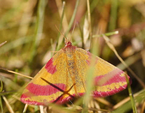 Lythria cruentaria  Geotagged,Lythria cruentaria,Netherlands,Summer,moth week 2018