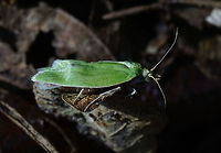 Green oak moth  Geotagged,Netherlands,Spring,Tortrix viridana,moth week 2018,tortrix viridana