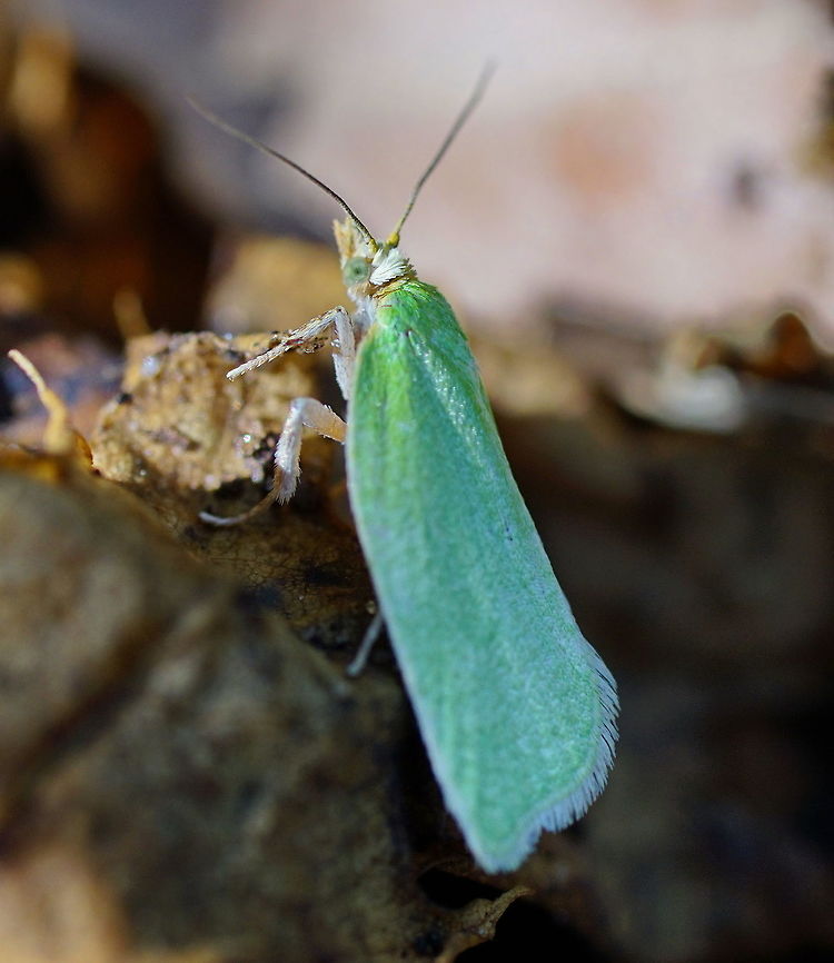 Green oak moth  Geotagged,Netherlands,Spring,Tortrix viridana,moth week 2018,tortrix viridana