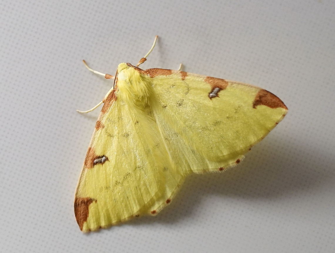 Brimstone Moth (Opisthograptis luteolata) (2) Brimstone Moth was stuck in the bathroom Brimstone Moth,Geotagged,Moth Week 2018,Opisthograptis luteolata,Spring,United Kingdom