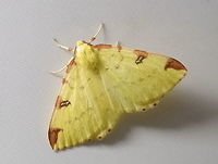 Brimstone Moth (Opisthograptis luteolata) (2) Brimstone Moth was stuck in the bathroom Brimstone Moth,Geotagged,Moth Week 2018,Opisthograptis luteolata,Spring,United Kingdom