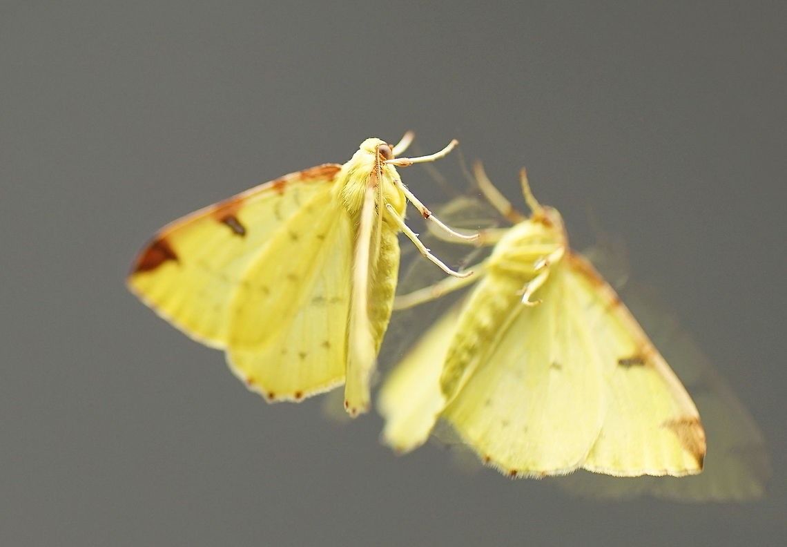 Brimstone Moth (Opisthograptis luteolata) (1) Magic mirror on the wall, who is the fairest one of all? Brimstone Moth,Geotagged,Opisthograptis luteolata,Spring,United Kingdom,moth week 2018