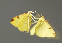 Brimstone Moth (Opisthograptis luteolata) (1) Magic mirror on the wall, who is the fairest one of all? Brimstone Moth,Geotagged,Opisthograptis luteolata,Spring,United Kingdom,moth week 2018
