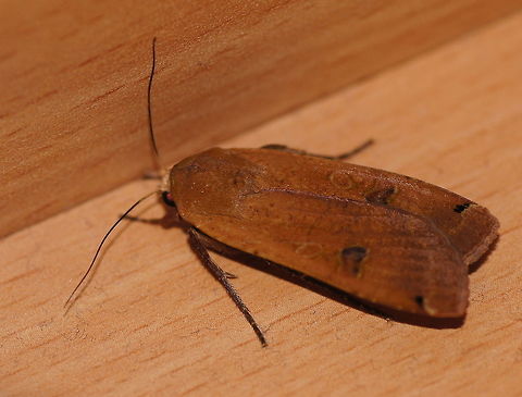 Lesser yellow underwing moth It has nice orange colored wings under these dull brown top wings. Geotagged,Lesser yellow underwing,Moth Week 2018,Netherlands,Noctua comes,Summer