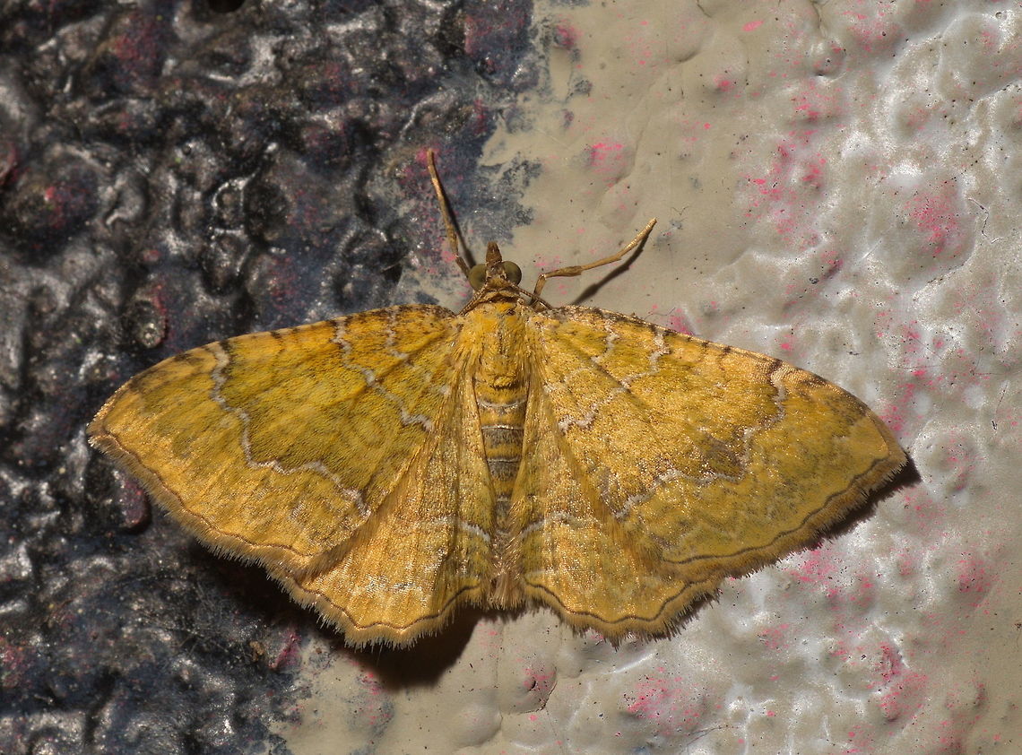 Yellow Shell moth (Camptogramma Bilineata) The moth is resting on a graffiti painted tunnel wall, hence the unnatural background colors.<br />
<br />
The Linnaeus name says &#039;bilineata&#039; meaning &#039;double lined&#039;                                Camptogramma bilineata,Geotagged,Netherlands,Spring,Yellow Shell