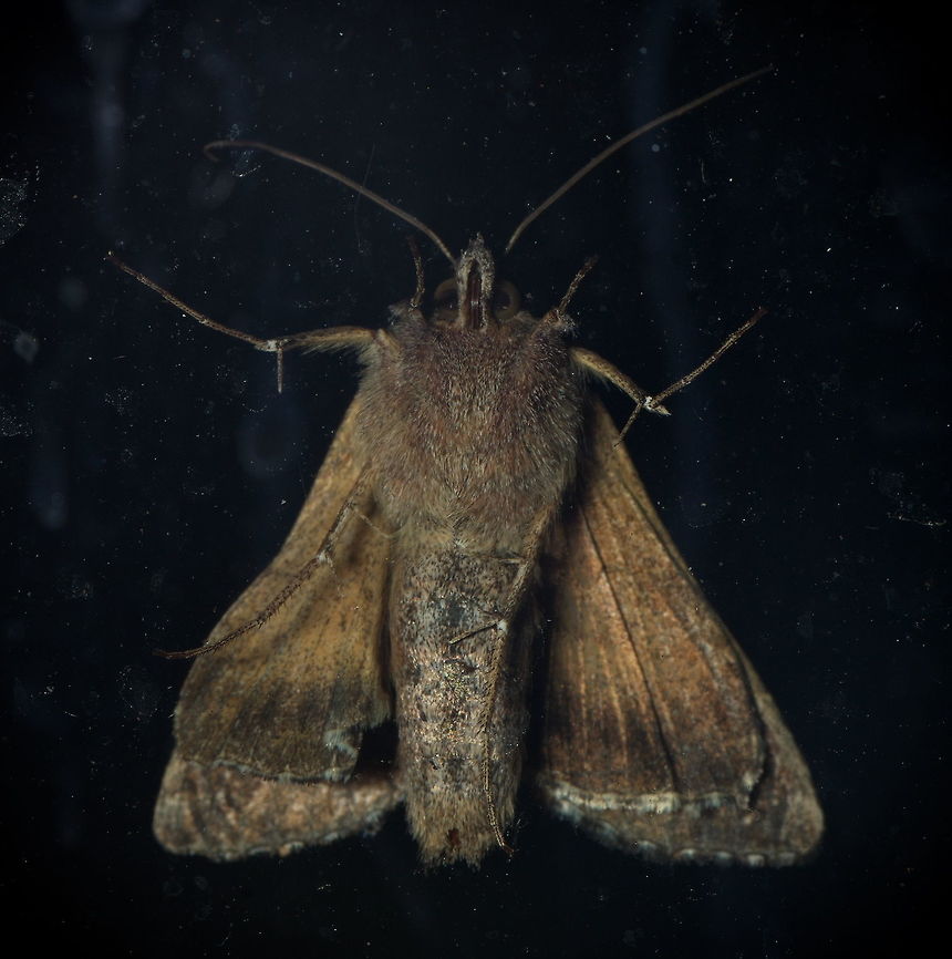 Silver Y belly Ferdy did some better photo&#039;s of the upper side, but the belly view of the silver Y wasn&#039;t on JD yet.                              Autographa gamma,Geotagged,Netherlands,Silver Y,Summer