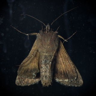 Silver Y belly Ferdy did some better photo's of the upper side, but the belly view of the silver Y wasn't on JD yet.                              Autographa gamma,Geotagged,Netherlands,Silver Y,Summer