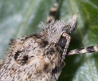 March dagger moth (detail) Just having received my 2x teleconverter I went to the woods, eager to test the 2:1 magnification ratio. But being march,  I could only see some ants and flies, till I spotted this moth. It made my day, and this photo showed the worth of the extra magnification.<br />
<br />
The whole moth:<br />
https://www.jungledragon.com/image/63758/mot_diurnea_fagella.html                                Diurnea fagella,Geotagged,Moth Week 2018,Netherlands,Spring