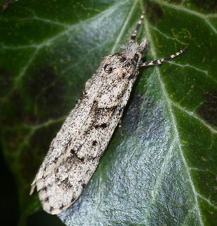 March dagger moth The march dagger moth, photographed in march :)

Detail of the head:
https://www.jungledragon.com/image/63757/mot_diurnea_fagella_detail.html                           Diurnea fagella,Geotagged,Moth Week 2018,Netherlands,Spring