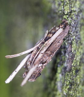 Bagworm moth caterpillar I have to admit I have been seeing these wood scraps for years, not realizing there was actually a caterpillar inside.                              Fall,Geotagged,Moth Week 2018,Netherlands,Psyche casta