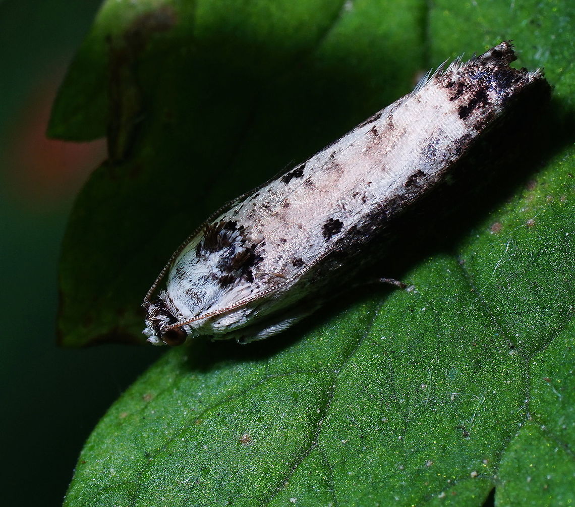 UFO Pyralidae moth  Geotagged,Moth Week 2018,Netherlands,Summer