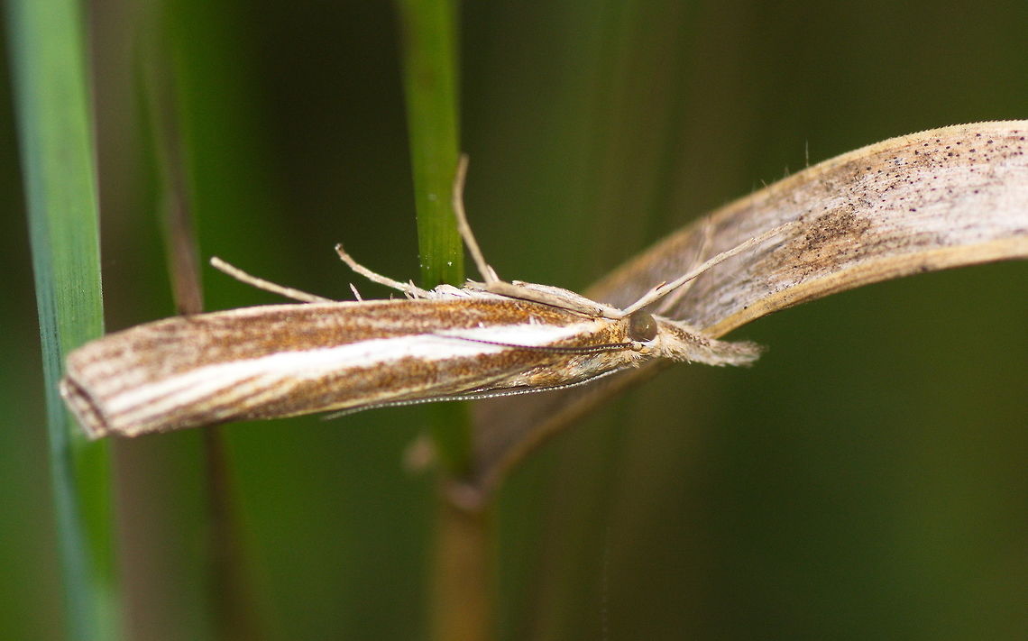 White-streak Grass-veneer moth -                    Agriphila latistria,Geotagged,Moth Week 2018,Netherlands,Summer