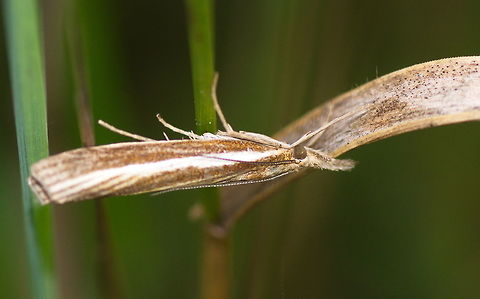White-streak Grass-veneer moth -                    Agriphila latistria,Geotagged,Moth Week 2018,Netherlands,Summer