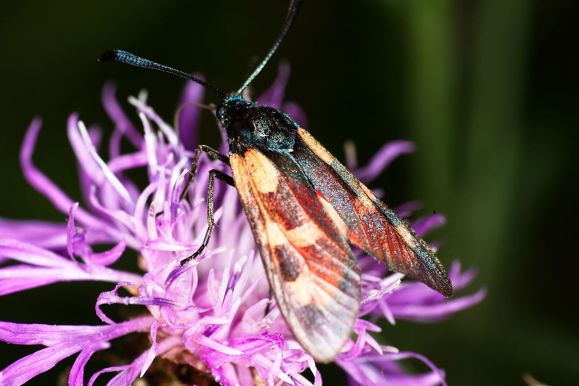 Senior six-spot burnet  Not as bright and shiny as the young ones, this burnet is still going strong.                               Geotagged,Moth Week 2018,Netherlands,Six-spot burnet,Summer,Zygaena filipendulae