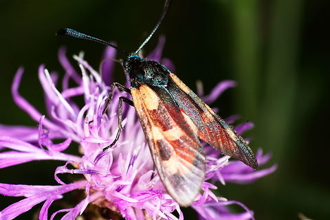 Senior six-spot burnet  Not as bright and shiny as the young ones, this burnet is still going strong.                               Geotagged,Moth Week 2018,Netherlands,Six-spot burnet,Summer,Zygaena filipendulae