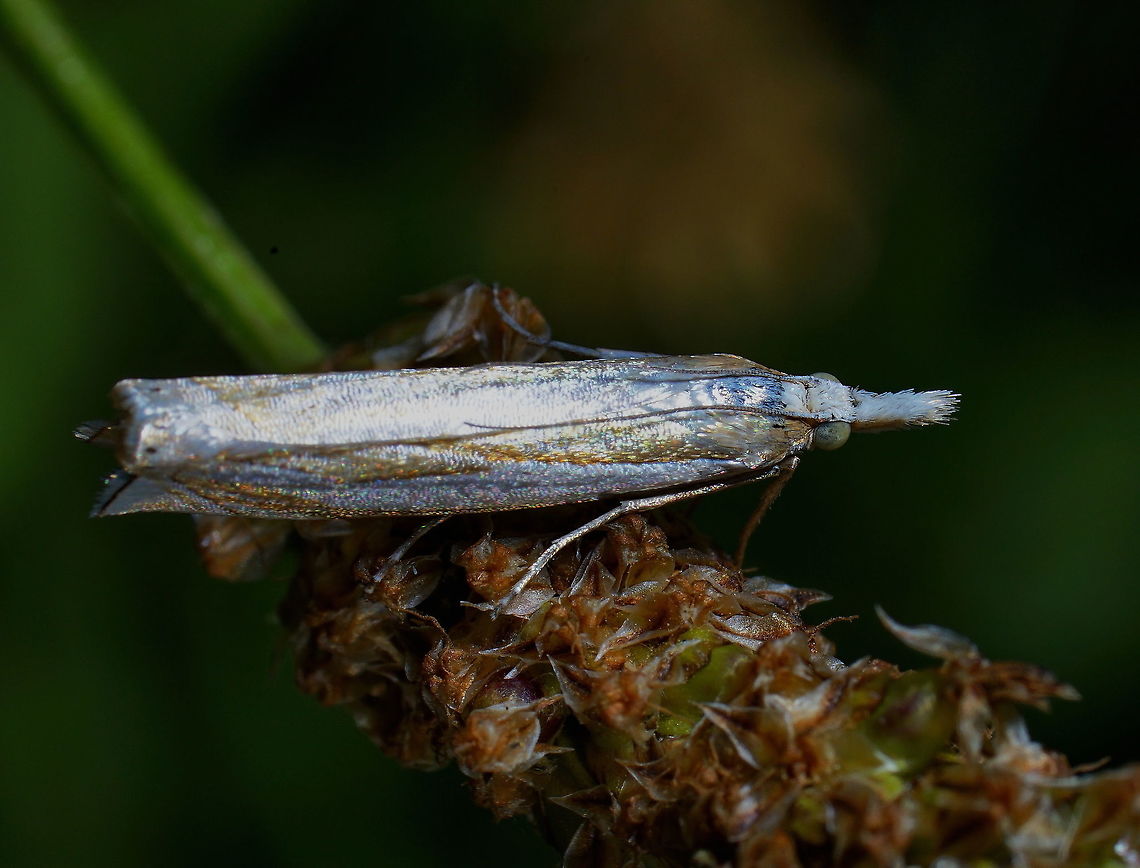 Silver lined grass moth (Crambus pascuella) Other picture of this moth:<br />
<a href="https://www.jungledragon.com/image/63844" rel="nofollow">https://www.jungledragon.com/image/63844</a> Crambus pascuella,Crambus silvella,Geotagged,Moth Week 2018,Netherlands,Summer