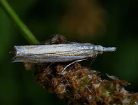 Silver lined grass moth (Crambus pascuella) Other picture of this moth:<br />
https://www.jungledragon.com/image/63844 Crambus pascuella,Crambus silvella,Geotagged,Moth Week 2018,Netherlands,Summer