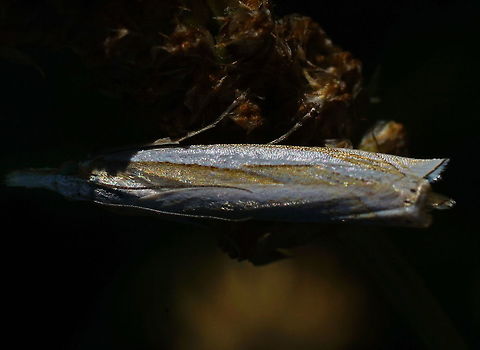 Silver lined grass moth (Crambus pascuella) Showing the shiny gold and silver colors.

Other picture of this moth:
https://www.jungledragon.com/image/63843/silver_lined_grass_moth_crambus_pascuella.html Crambus pascuella,Geotagged,Moth Week 2018,Netherlands,Summer