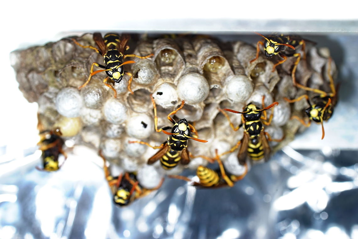European paper wasps on hive These paper wasps are housing in my dad&#039;s greenhouse. They don&#039;t bother him so he leaves them be. Note the open breeding cells.<br />
 <br />
These wasps, called French wasps in dutch, are really relaxed compared to the agressive german wasps we are used to in the Netherlands. For this photo my lens is about 20cm away from the hive and they don&#039;t seem to bother. I have read they become aggressive only within ~10cm (4inch). Being &#039;pacifistic&#039; is their way of keeping their hives hidden.<br />
This is about the maximum size the hives become. When the populations grows they start a new hive a few meters away. In my dad&#039;s small greenhouse there are already 4 of such hives.  European paper wasp,Geotagged,Netherlands,Polistes dominula,Spring