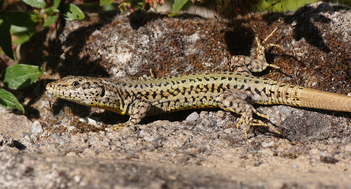 Catalan wall lizard (side)  Geotagged,Podarcis liolepis,Spain,Spring